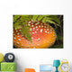 Close Up Of An Amanita Muscaria Mushroom Wall Mural