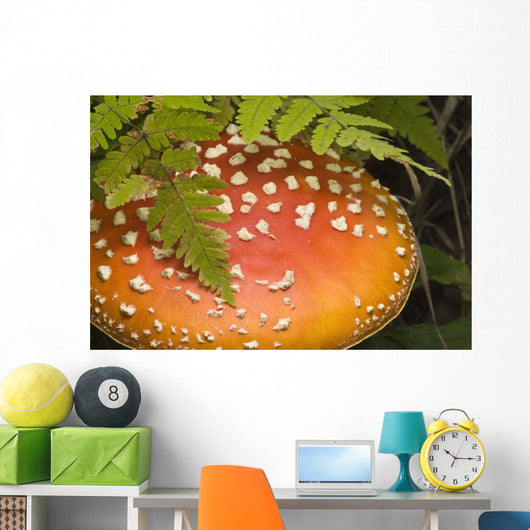 Close Up Of An Amanita Muscaria Mushroom Wall Mural