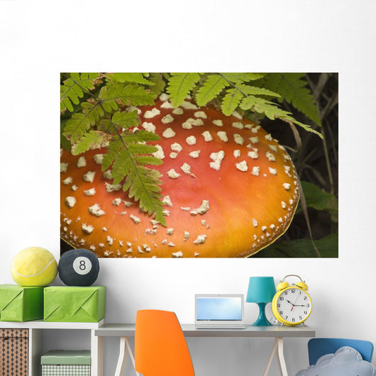 Close Up Of An Amanita Muscaria Mushroom Wall Mural