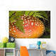 Close Up Of An Amanita Muscaria Mushroom Wall Mural