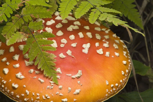 Close Up Of An Amanita Muscaria Mushroom Wall Mural
