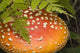Close Up Of An Amanita Muscaria Mushroom Wall Mural