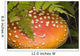 Close Up Of An Amanita Muscaria Mushroom Wall Mural