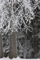 Hoar Frost Wall Mural