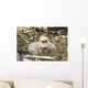 Bald Eagle Chicks Sitting In A Nest On Middleton Island Wall Mural