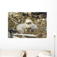 Bald Eagle Chicks Sitting In A Nest On Middleton Island Wall Mural