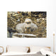 Bald Eagle Chicks Sitting In A Nest On Middleton Island Wall Mural
