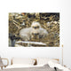 Bald Eagle Chicks Sitting In A Nest On Middleton Island Wall Mural