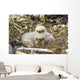 Bald Eagle Chicks Sitting In A Nest On Middleton Island Wall Mural