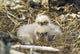 Bald Eagle Chicks Sitting In A Nest On Middleton Island Wall Mural