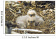 Bald Eagle Chicks Sitting In A Nest On Middleton Island Wall Mural