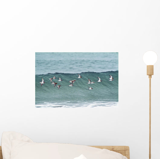 Sanderling In Flight Over Ocean Waves Near Middleton Island Wall Mural