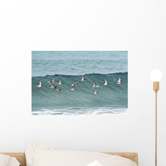 Sanderling In Flight Over Ocean Waves Near Middleton Island Wall Mural