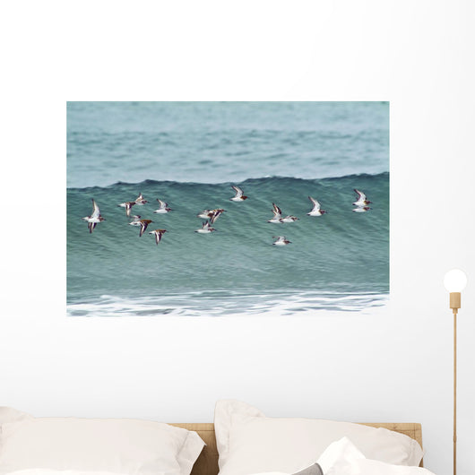 Sanderling In Flight Over Ocean Waves Near Middleton Island Wall Mural