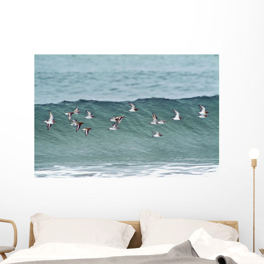 Sanderling In Flight Over Ocean Waves Near Middleton Island Wall Mural