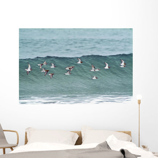 Sanderling In Flight Over Ocean Waves Near Middleton Island Wall Mural