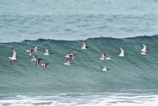 Sanderling In Flight Over Ocean Waves Near Middleton Island Wall Mural