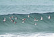 Sanderling In Flight Over Ocean Waves Near Middleton Island Wall Mural