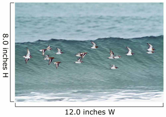 Sanderling In Flight Over Ocean Waves Near Middleton Island Wall Mural