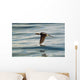 A Male Long-Tailed Duck In Winter Plumage In Flight Over Kachemak Bay Wall Mural