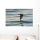 A Male Long-Tailed Duck In Winter Plumage In Flight Over Kachemak Bay Wall Mural