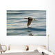 A Male Long-Tailed Duck In Winter Plumage In Flight Over Kachemak Bay Wall Mural