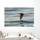 A Male Long-Tailed Duck In Winter Plumage In Flight Over Kachemak Bay Wall Mural