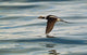 A Male Long-Tailed Duck In Winter Plumage In Flight Over Kachemak Bay Wall Mural