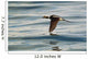 A Male Long-Tailed Duck In Winter Plumage In Flight Over Kachemak Bay Wall Mural