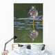 A Lesser Yellowlegs Standing On One Leg Is Reflected Wall Mural