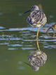 A Lesser Yellowlegs Standing On One Leg Is Reflected Wall Mural