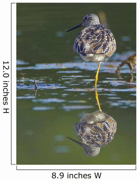 A Lesser Yellowlegs Standing On One Leg Is Reflected Wall Mural