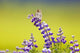 A Savannah Sparrow Singing While Perch On A Lupine Blossom Wall Mural