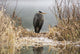 Great Blue Heron Stands Wall Mural