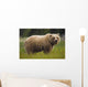 Brown Bear Feeding On Sedge Grass Wall Mural