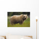 Brown Bear Feeding On Sedge Grass Wall Mural