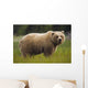 Brown Bear Feeding On Sedge Grass Wall Mural