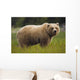 Brown Bear Feeding On Sedge Grass Wall Mural