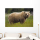 Brown Bear Feeding On Sedge Grass Wall Mural