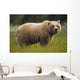 Brown Bear Feeding On Sedge Grass Wall Mural