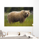 Brown Bear Feeding On Sedge Grass Wall Mural