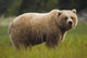 Brown Bear Feeding On Sedge Grass Wall Mural