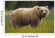 Brown Bear Feeding On Sedge Grass Wall Mural