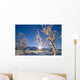 Frosted Trees Backlit @ Sunrise On Broad Pass Sc Ak Winter Wall Mural