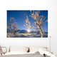 Frosted Trees Backlit @ Sunrise On Broad Pass Sc Ak Winter Wall Mural