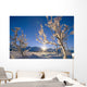 Frosted Trees Backlit @ Sunrise On Broad Pass Sc Ak Winter Wall Mural