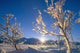 Frosted Trees Backlit @ Sunrise On Broad Pass Sc Ak Winter Wall Mural