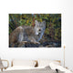 Adult Lynx On Hill Side Denali Np In Alaska Summer Wall Mural