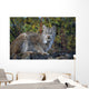 Adult Lynx On Hill Side Denali Np In Alaska Summer Wall Mural