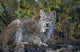 Adult Lynx On Hill Side Denali Np In Alaska Summer Wall Mural